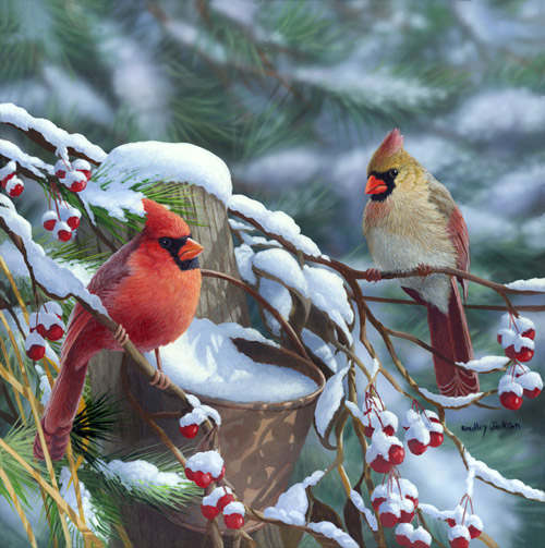 "Morning Glow "- Cardinals "Morning Glow "- Cardinals