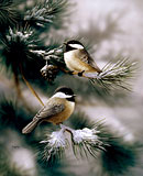 Chickadees N Snow