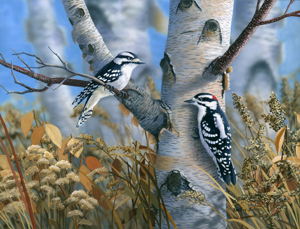 Downy Woodpeckers Downy Woodpeckers