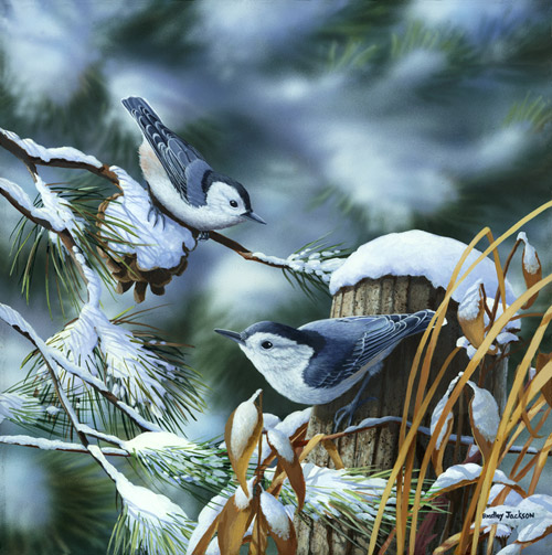 "Winter Nuthatch" "Winter Nuthatch"