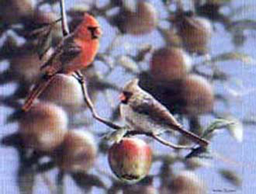Autumn Days - Cardinals