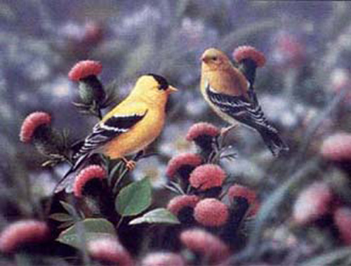 American Golfinches