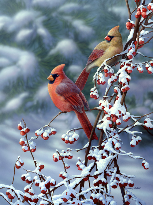 Cardinals N Snow