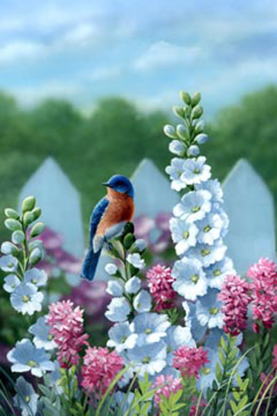 Eastern Bluebirds with Delphiniums