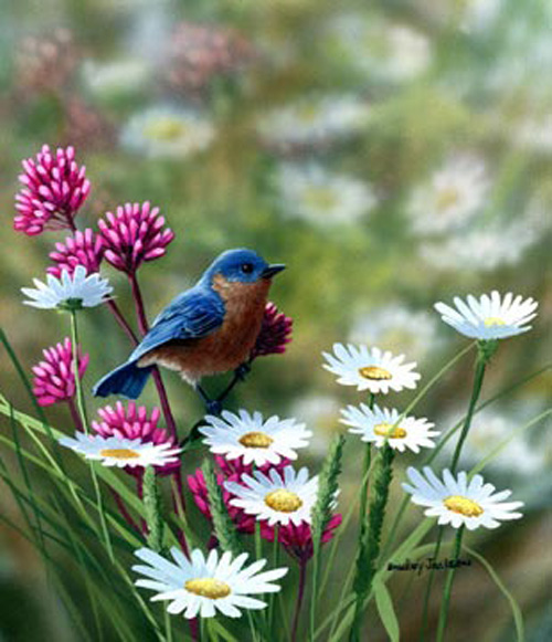 Bluebird and Daisies
