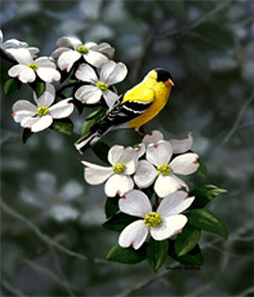 Golden Dogwood