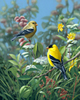 Meadow Gold