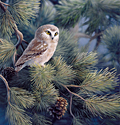 Saw Whet Owl