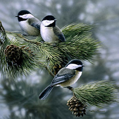 Three Chickadees