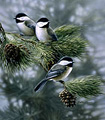 Three Chickadees