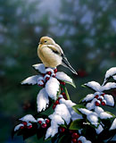 Winter Chill