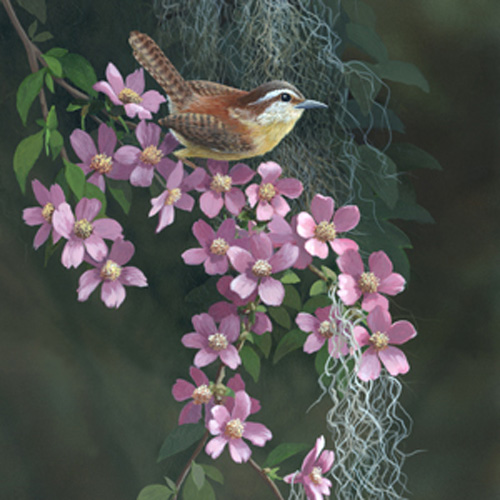 Woodland Wren